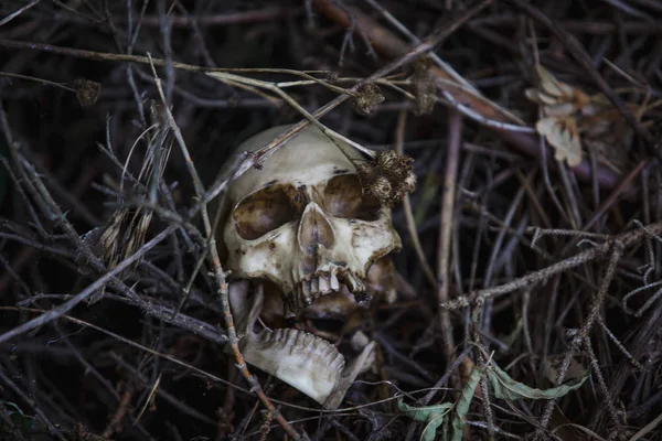 Human skull in the dry grass close-up. The layout of the skull in the gray branches on the ground
