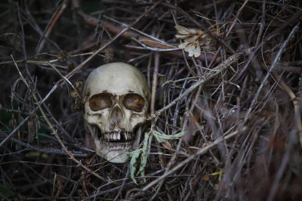 Human Skull Dry Grass Close Layout Skull Gray Branches Ground — Stock fotografie