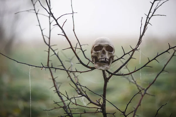 Cráneo Humano Niebla Usa Las Ramas Árbol Donde Cuelga Una —  Fotos de Stock