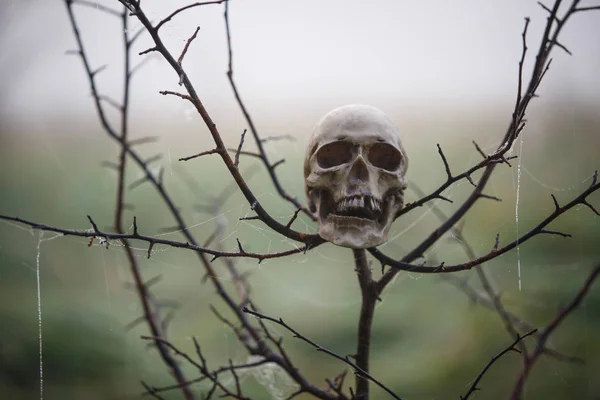 Cráneo Humano Niebla Usa Las Ramas Árbol Donde Cuelga Una —  Fotos de Stock