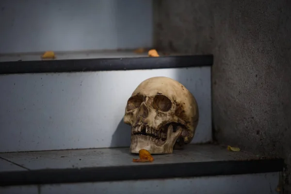 Gri Taş Basamaklarda Bir Insan Kafatası Kafatası Yumuşak Bir Işıkla — Stok fotoğraf