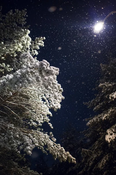 Sneeuwsparren Bos Avond Sneeuw Mensen Skiërs Wandelen Langs Besneeuwde Steeg — Stockfoto