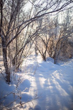Bir kış günü, ormanın karında güneşin parlaması. Güneş ağaçların arasından parlıyor ve kar ışıkta parıldıyor.