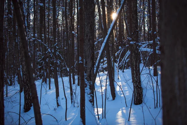 Сияние Солнца Снегу Лесу Зимний День Солнце Светит Сквозь Деревья — стоковое фото