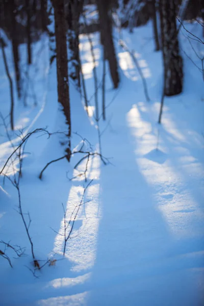 The glare of the sun on the snow in the forest on a winter day. The sun shines through the trees and the snow sparkles in the light