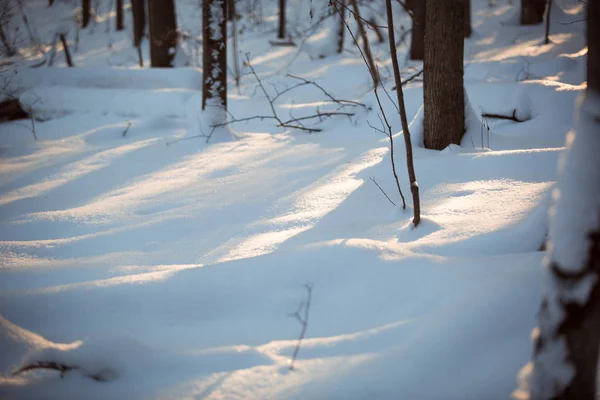Сияние Солнца Снегу Лесу Зимний День Солнце Светит Сквозь Деревья — стоковое фото