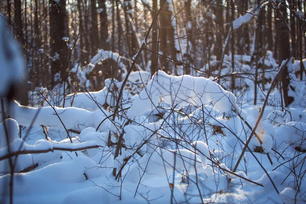 Снег Лежит Ветвях Деревьев Заснеженные Леса Высокие Заносы — стоковое фото