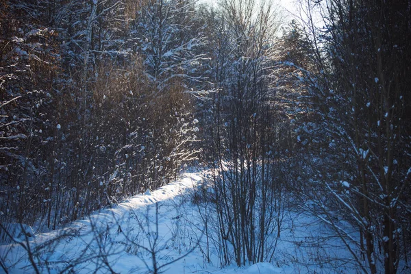 Снег Лежит Ветвях Деревьев Заснеженные Леса Высокие Заносы — стоковое фото
