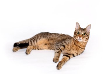 Şaşırmış, büyük gözlerle korkan, yetişkin bir benekli ve çizgili Shorthair kedisi beyaz arka planda dinleniyor. Mutlu, halinden memnun kedi, sağlıklı hayvan maması, veteriner ilacı, hayvan bakımı. Metin için boşluk