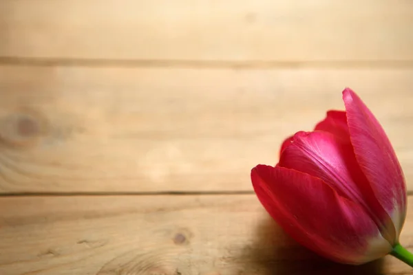 Алый Цветок Тюльпана Деревянном Фоне Понятие Эко Стиля Натуральной Косметики — стоковое фото