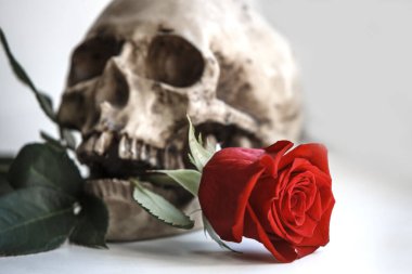Gri arka planda kırmızı gül olan bir insan kafatası. Aşk ve ölüm kavramı, Cadılar Bayramı, Santa Muerte-Kutsal Ölüm. İskeletin dişlerindeki çiçek. Gotik stil