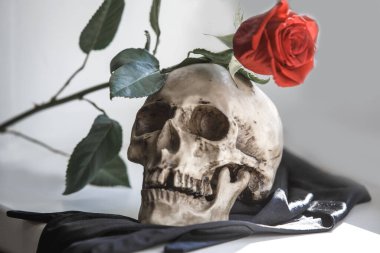 Gri arka planda kırmızı gül olan bir insan kafatası. Aşk ve ölüm kavramı, Cadılar Bayramı, Santa Muerte-Kutsal Ölüm. İskeletin dişlerindeki çiçek. Gotik stil