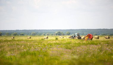 Yazın beyaz çiçekli yeşil tarla. Bir traktör arka plandaki yuvarlak yığınlarda ot toplar. Hasat, tarım makineleri, çiftlik hayvanları besleme, iş birleştirme