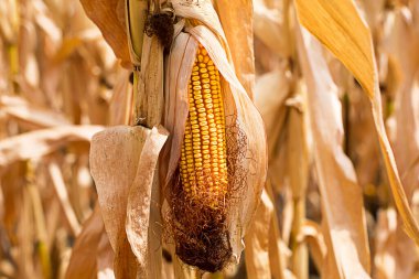 Kurumuş bir tarlanın arka planında olgunlaşmış sarı mısır. Mısır gevreği, tarım, sonbahar hasat festivali, şükran günü. Metin için boşluk