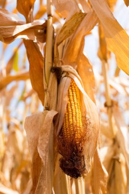 Kurumuş bir tarlanın arka planında olgunlaşmış sarı mısır. Mısır gevreği, tarım, sonbahar hasat festivali, şükran günü. Metin için boşluk