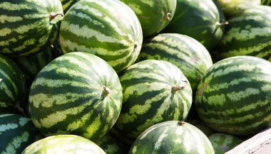 Bir sürü olgun çizgili karpuz. Sonbahar hasat festivali. Arkaplan, meyve deseni, metin için boşluk