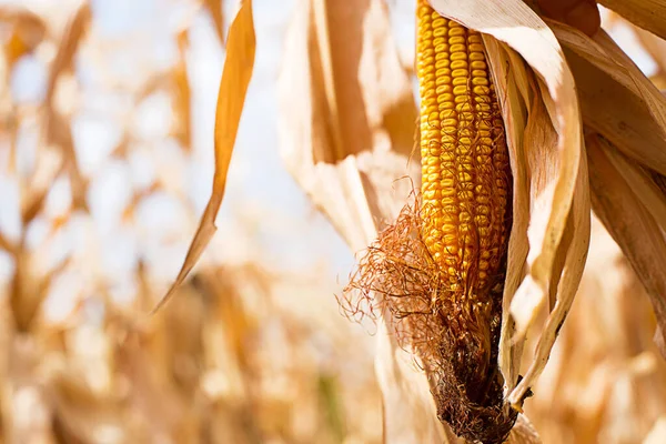 Kurumuş bir tarlanın arka planında olgunlaşmış sarı mısır. Mısır gevreği, tarım, sonbahar hasat festivali, şükran günü. Metin için boşluk