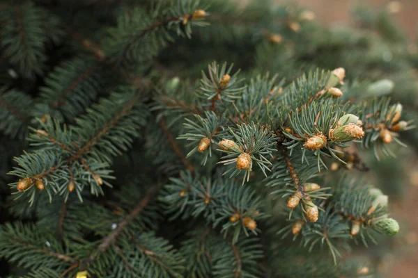 가시와 솔방울이 가문비나무 가지들 크리스마스와 새해의 스러운 원문을 — 스톡 사진
