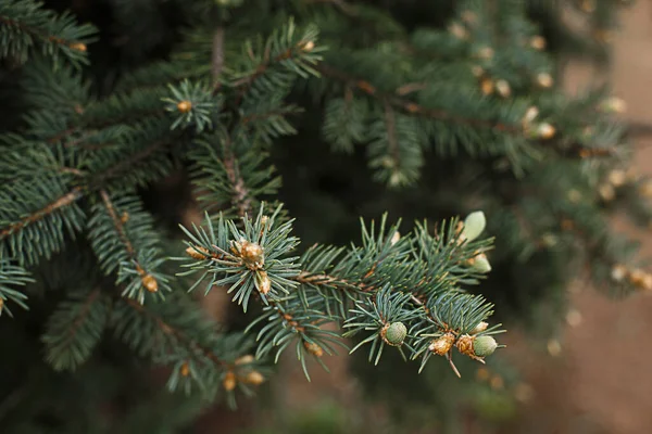 가시와 솔방울이 가문비나무 가지들 크리스마스와 새해의 스러운 원문을 — 스톡 사진