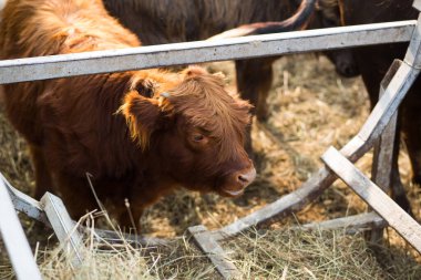 Kızıl İskoç boğası, kalın saçlı ve boynuzları küçük, yakın plan. Saman çiğneyip, çiftlikteki çerçeveye bakmak. Sığırlar, köydeki evcil hayvanlar. Doğu takviminde yeni yılın sembolü.