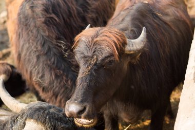 Gri boynuzlu siyah boğa kafası. Çiftlikte sığırlar, mandıra hayvanları. Doğu takviminde 2021 yılının sembolü