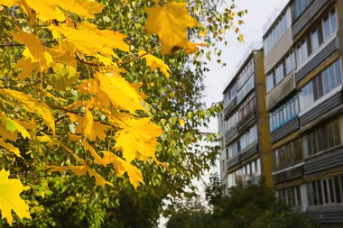 Sarı akçaağaç bir apartman dairesi boyunca çıkar. Sonbahar manzarası, güneşli hava, Hint yazı. Okula dön, mesaj için yer aç.
