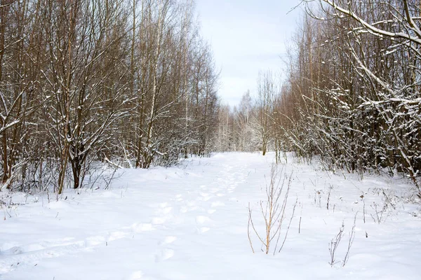 A path through a snow-covered forest with footprints in the snow. Graphic bare branches of the trees in white forest. Winter landscape