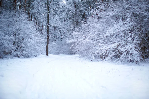 Тропа Через Заснеженный Лес Отпечатками Ног Снегу Графические Голые Ветви — стоковое фото