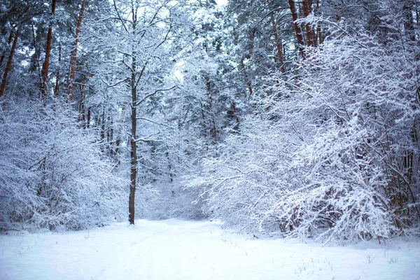 Тропа Через Заснеженный Лес Отпечатками Ног Снегу Графические Голые Ветви — стоковое фото