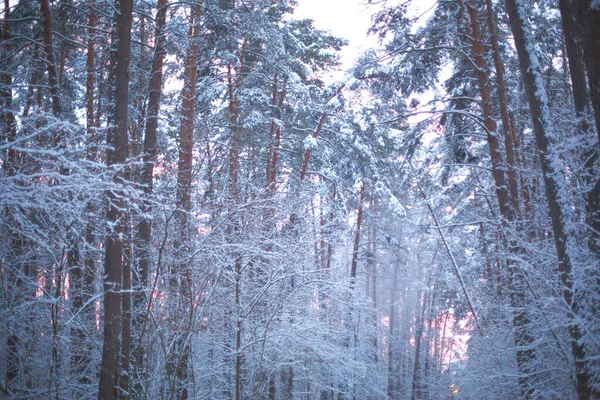 Pinheiros Neve Depois Uma Queda Neve Floresta Pôr Sol Rosa — Fotografia de Stock