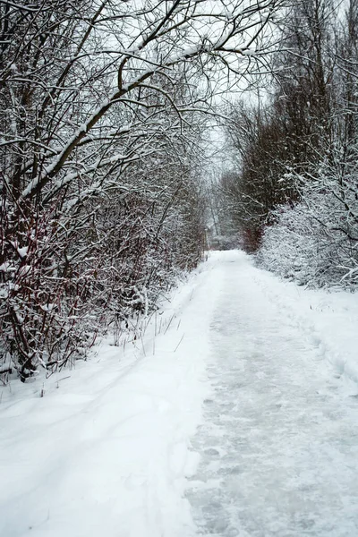 A path through a snow-covered forest with footprints in the snow. Graphic bare branches of the trees in white forest. Winter landscape