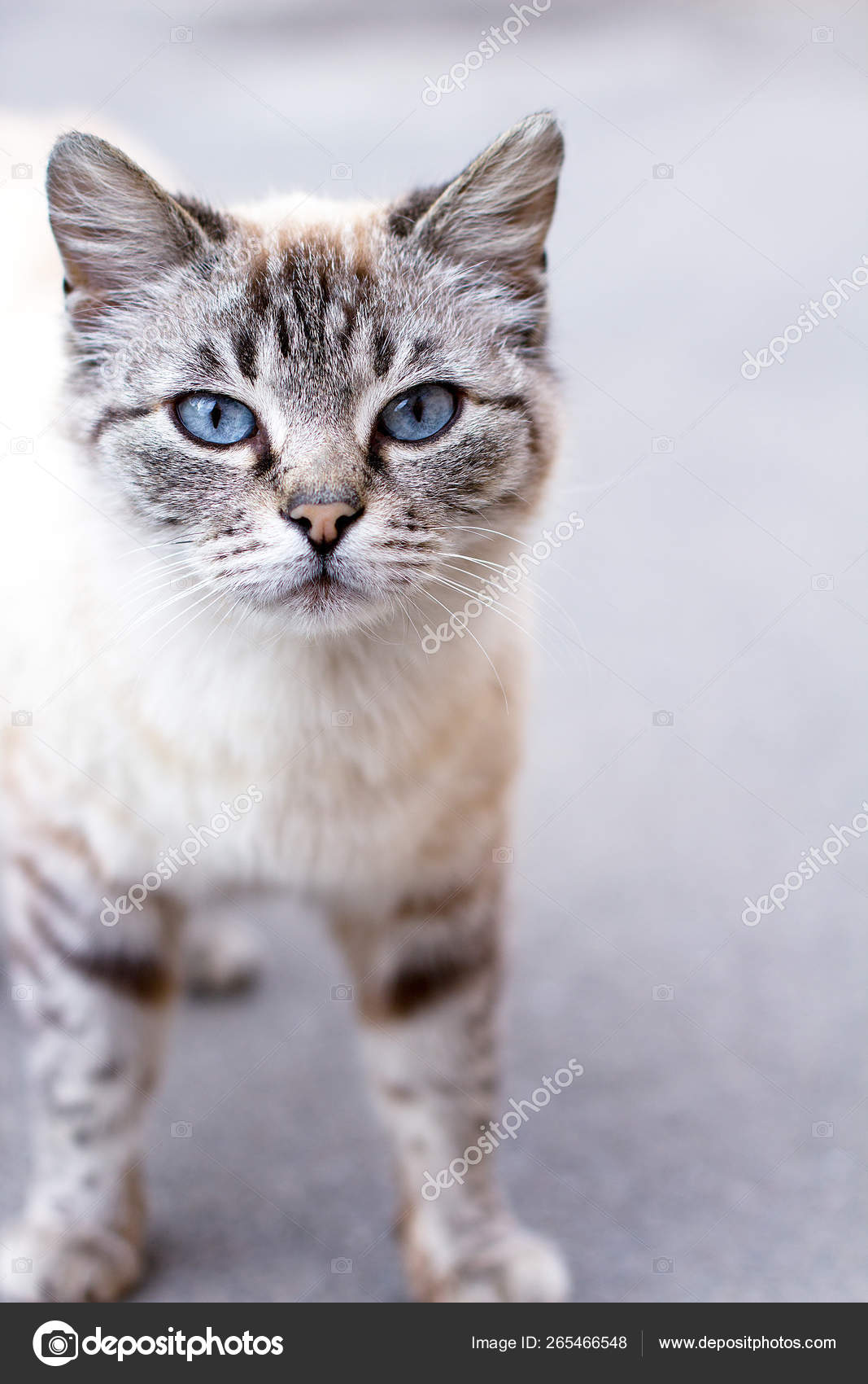American shorthair blue eyes 2025