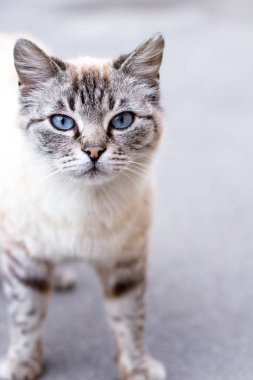 Mavi gözlü güzel bir kedi. Gri çizgili. Amerikan Shorthair