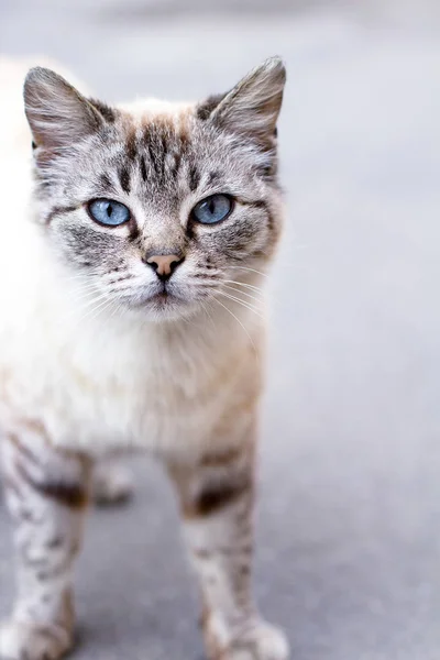 Mavi gözlü güzel bir kedi. Gri çizgili. Amerikan Shorthair