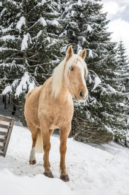 Snowy Jura çam ağaçları orman kışın hafif kahverengi Palomino Mare