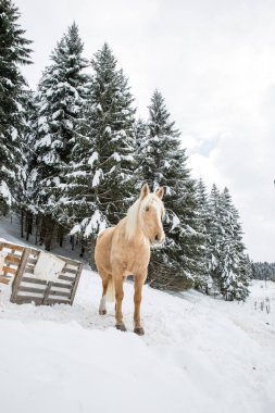 Snowy Jura çam ağaçları orman kışın hafif kahverengi Palomino Mare