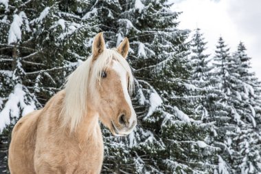 Snowy Jura çam ağaçları orman kışın hafif kahverengi Palomino Mare