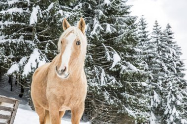 Snowy Jura çam ağaçları orman kışın hafif kahverengi Palomino Mare