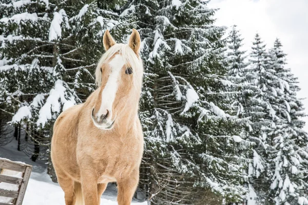 Φως Καφέ Palomino Mare Στο Χιονισμένο Δάσος Πεύκων Της Jura — Φωτογραφία Αρχείου