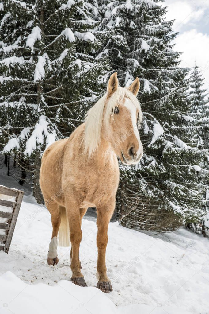 Light Brown Palomino Mare in Snowy Jura Pine Trees Forest in Winter