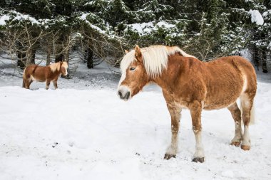 Kışın da karlı Jura çam ağaçları ormandaki kahverengi midilli