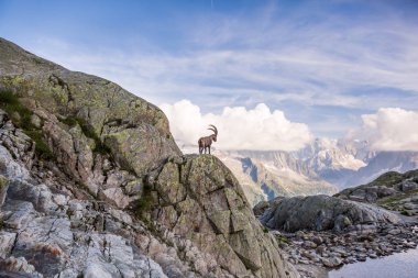 Vahşi dağ keçisi ikonik Mont-Blanc sıradağlarının önünde güneşli bir yaz gününde
