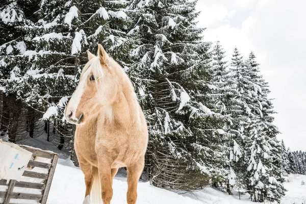 Snowy Jura çam ağaçları orman kışın hafif kahverengi Palomino Mare