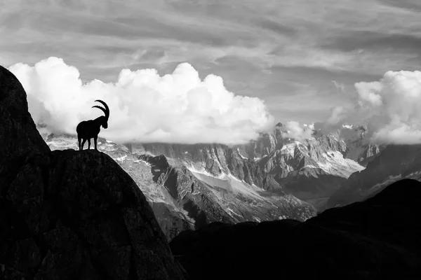 Wild Ibex Frente Cordilheira Iconic Mont Blanc Dia Ensolarado Verão — Fotografia de Stock