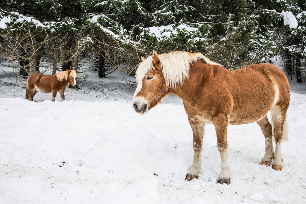Brown Ponies in Snowy Jura Pine Trees Forest in Winter