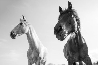 Siyah beyaz açık havada parlak güneşli bir günde atlar.