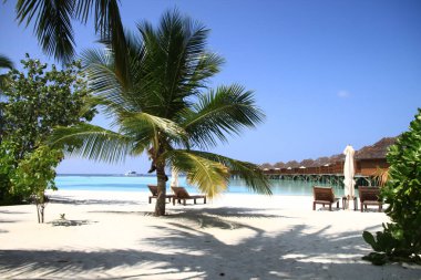 Maldivian Island Resort Beach Palm Trees and Pacific Ocean clipart