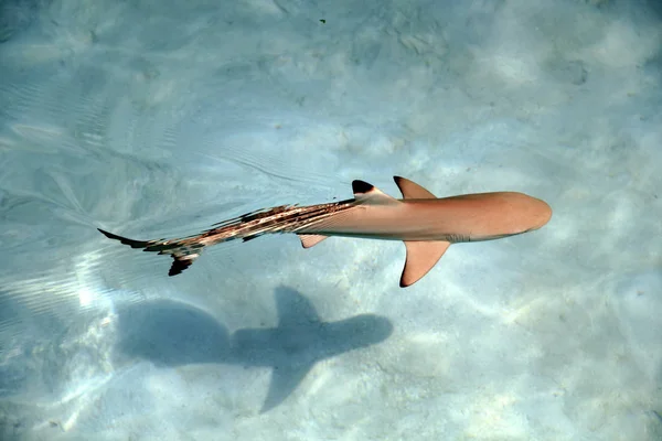 Baby Black Tip Shark in Pacific Ocean Clear Waters