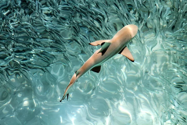 Καρχαρία Μωρό Μαύρη Άκρη Πεντακάθαρα Νερά Του Ειρηνικού Ωκεανού — Φωτογραφία Αρχείου
