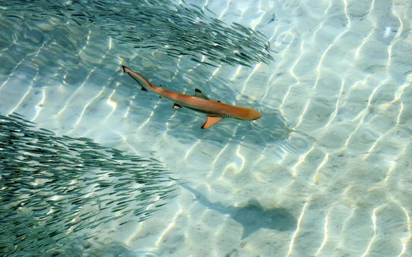 太平洋の澄んだ海で赤ちゃんの黒い先端のサメ — ストック写真